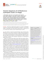 Genome Sequences of 19 Rhodococcus erythropolis Cluster CA Phages