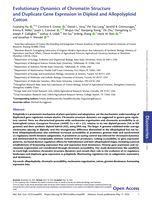 Evolutionary dynamics of chromatin structure and duplicate gene expression in diploid and allopolyploid cotton
