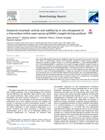 Enhanced enzymatic activity and stability by in situ entrapment of α-Glucosidase within super porous p(HEMA) cryogels during synthesis