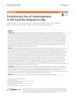 Evolutionary loss of melanogenesis in the tunicate Molgula occulta